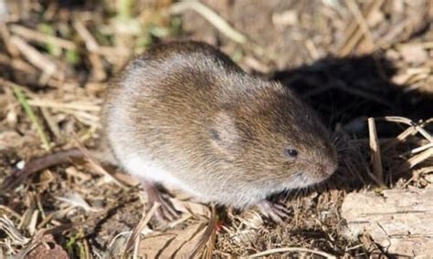 Meadow Vole (Microtus pennsylvanicus) 